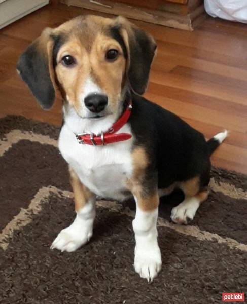 Beagle, Köpek  Aki fotoğrafı