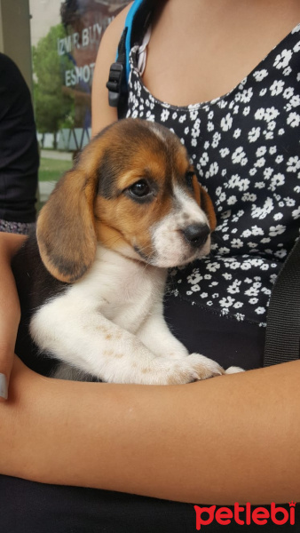 Beagle, Köpek  Daisy Safkan Beagle fotoğrafı
