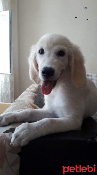 Golden Retriever, Köpek  MİA fotoğrafı