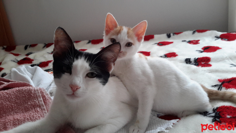 Tekir Kedi, Kedi  Prenses fotoğrafı