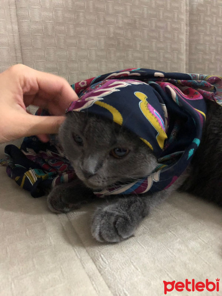 Scottish Fold, Kedi  Zilli fotoğrafı