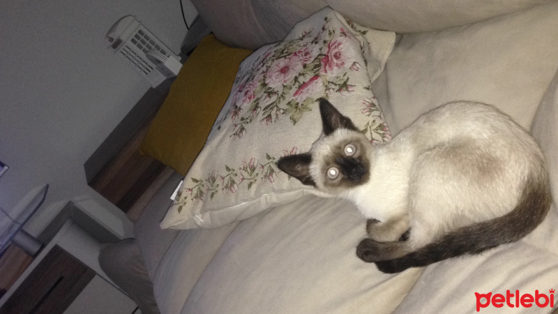 Siyam Kedisi, Kedi  Paris fotoğrafı