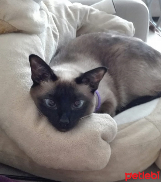 Siyam Kedisi, Kedi  Tarçın fotoğrafı