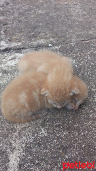 Tekir Kedi, Kedi  Arpa fotoğrafı