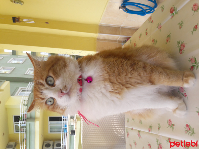 Tekir Kedi, Kedi  Yaz fotoğrafı