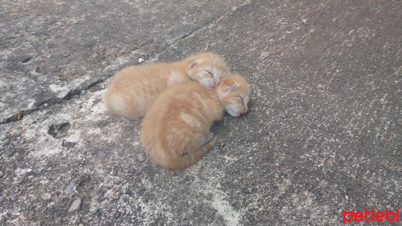 Tekir Kedi, Kedi  Buğday fotoğrafı