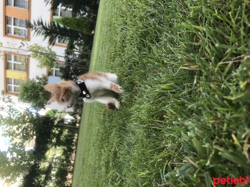 Tekir Kedi, Kedi  Mia fotoğrafı