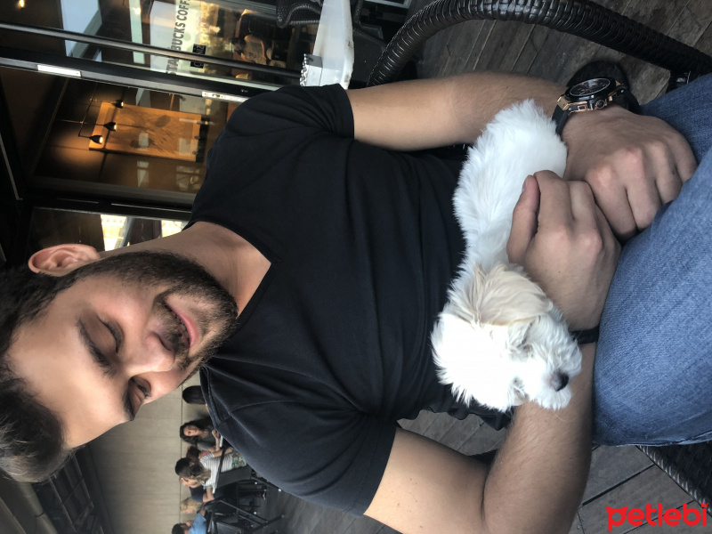 Maltese, Köpek  Fındık fotoğrafı