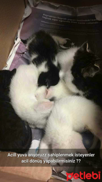 Tekir Kedi, Kedi  Kediler fotoğrafı