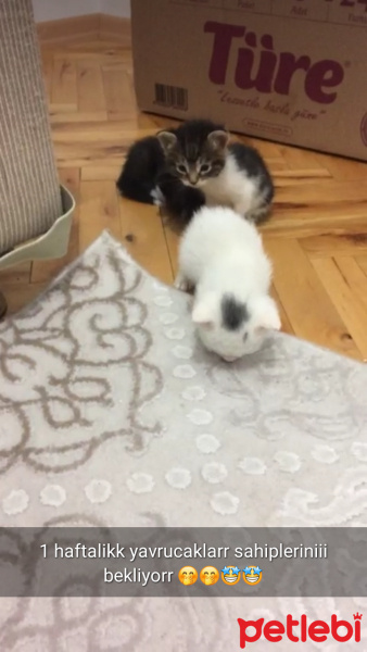 Tekir Kedi, Kedi  Kediler fotoğrafı