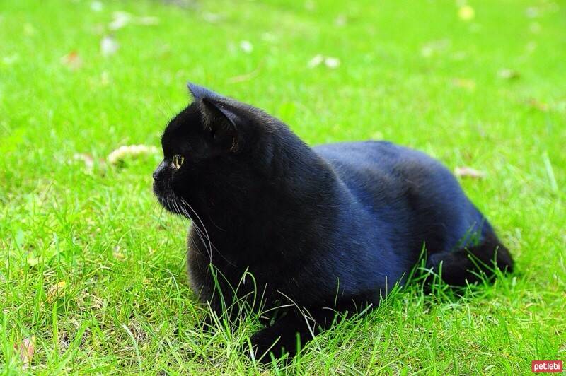 Scottish Fold, Kedi  poe fotoğrafı