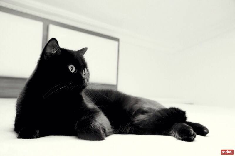 Scottish Fold, Kedi  poe fotoğrafı