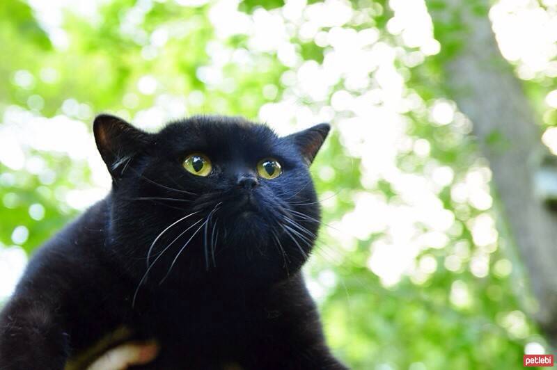 Scottish Fold, Kedi  poe fotoğrafı