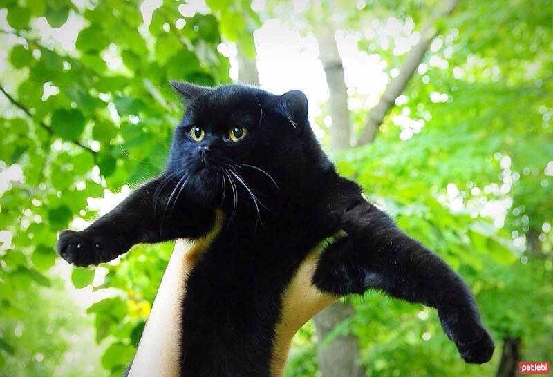 Scottish Fold, Kedi  poe fotoğrafı
