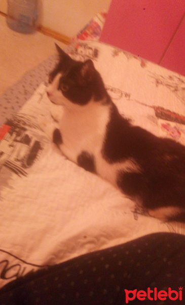 Tekir Kedi, Kedi  Şansli fotoğrafı