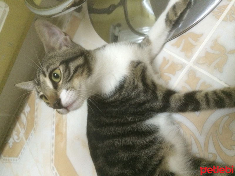 Tekir Kedi, Kedi  Marley fotoğrafı