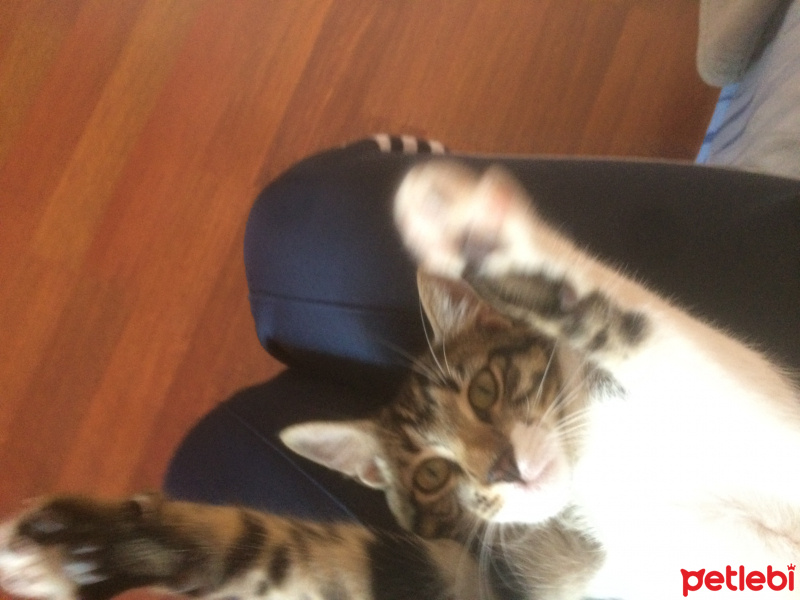 Tekir Kedi, Kedi  Marley fotoğrafı