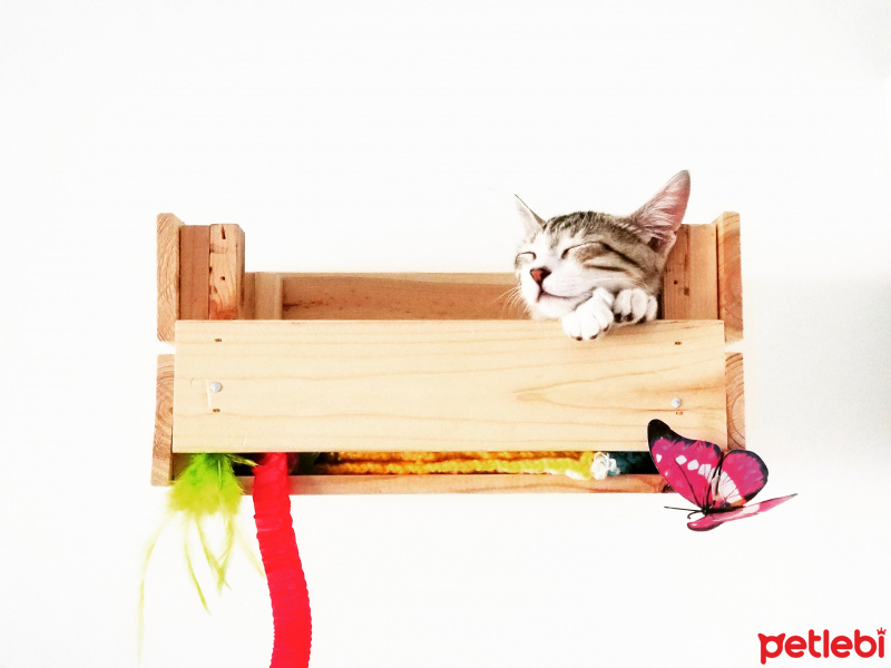 Tekir Kedi, Kedi  freya fotoğrafı