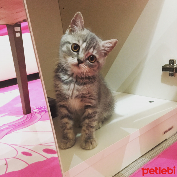 British Shorthair, Kedi  RIFKI fotoğrafı
