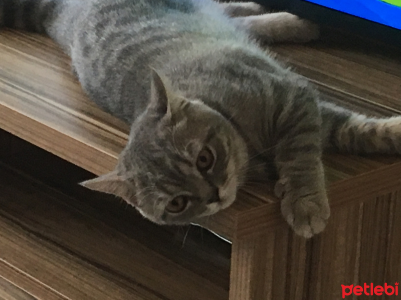 British Shorthair, Kedi  RIFKI fotoğrafı