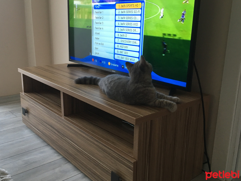 British Shorthair, Kedi  RIFKI fotoğrafı