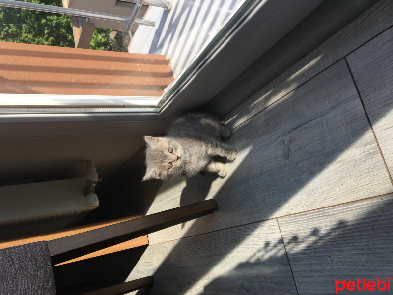 British Shorthair, Kedi  RIFKI fotoğrafı