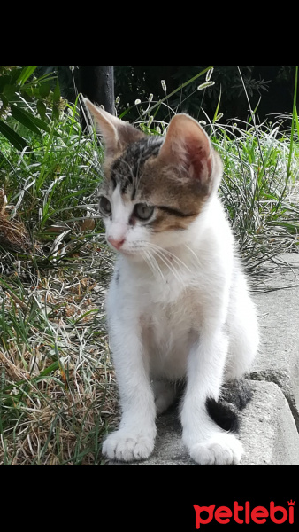 Tekir Kedi, Kedi  (İsmi yok) fotoğrafı