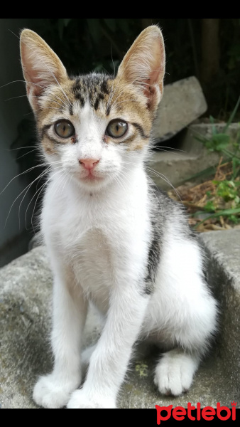 Tekir Kedi, Kedi  (İsmi yok) fotoğrafı