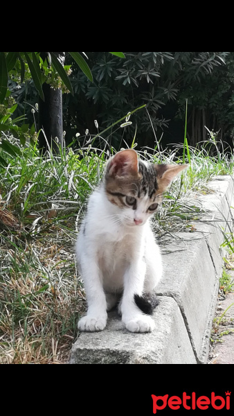 Tekir Kedi, Kedi  (İsmi yok) fotoğrafı
