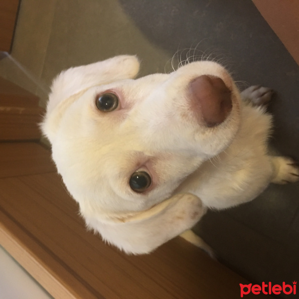 Bichon Havanese, Köpek  Pompik fotoğrafı