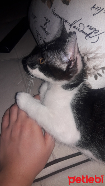 Tekir Kedi, Kedi  Paşa fotoğrafı
