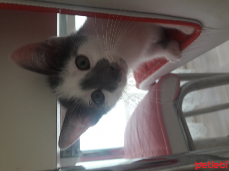 Tekir Kedi, Kedi  Minnoş fotoğrafı