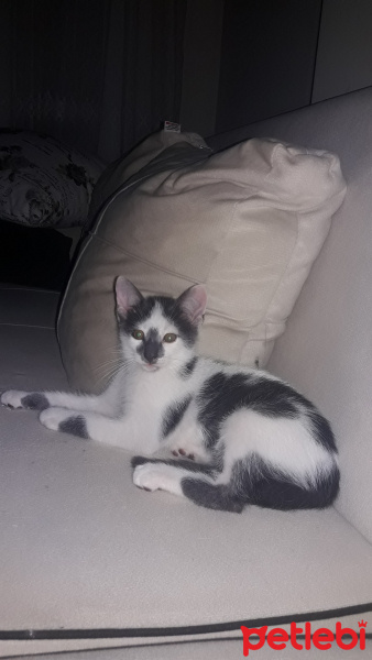 Tekir Kedi, Kedi  Minnoş fotoğrafı