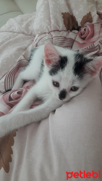 Tekir Kedi, Kedi  Ponçik fotoğrafı