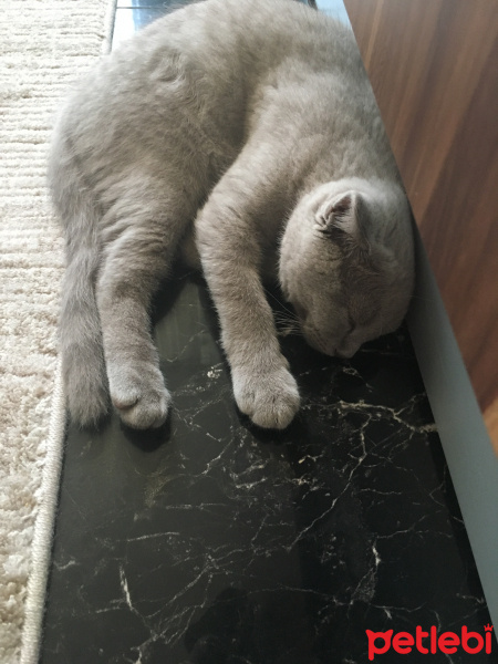 Scottish Fold, Kedi  çiko fotoğrafı