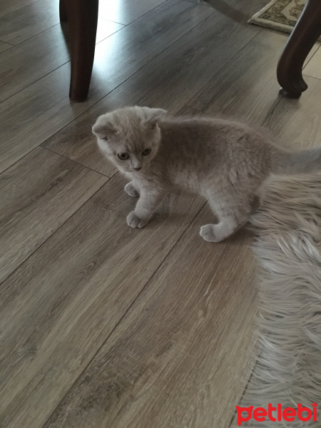 Scottish Fold, Kedi  çiko fotoğrafı