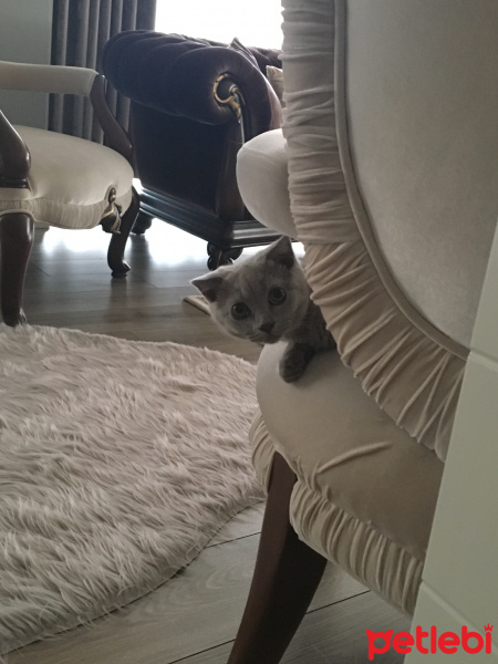 Scottish Fold, Kedi  çiko fotoğrafı