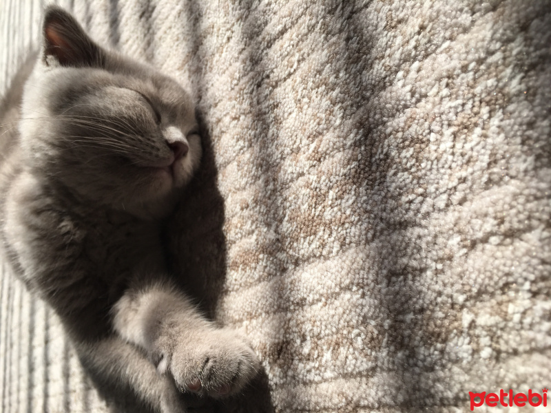 Scottish Fold, Kedi  çiko fotoğrafı