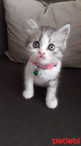 British Shorthair, Kedi  pati fotoğrafı