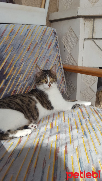 Tekir Kedi, Kedi  Pati fotoğrafı