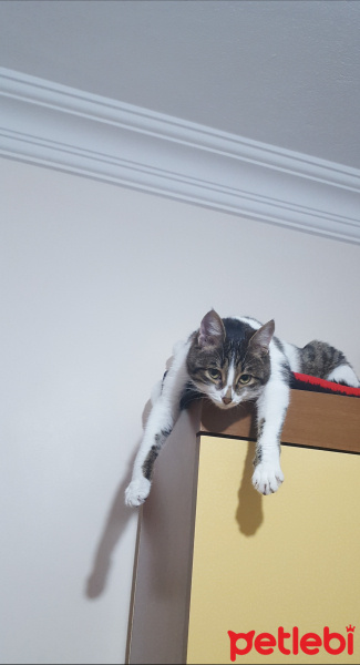 Tekir Kedi, Kedi  Pati fotoğrafı