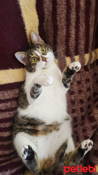 Tekir Kedi, Kedi  Pati fotoğrafı