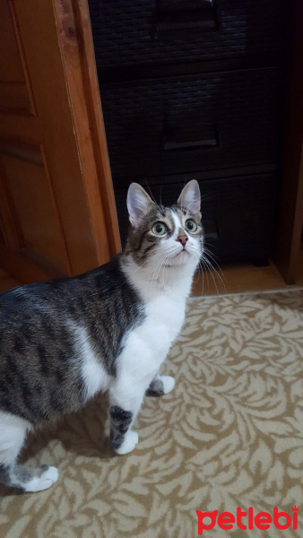 Tekir Kedi, Kedi  Pati fotoğrafı