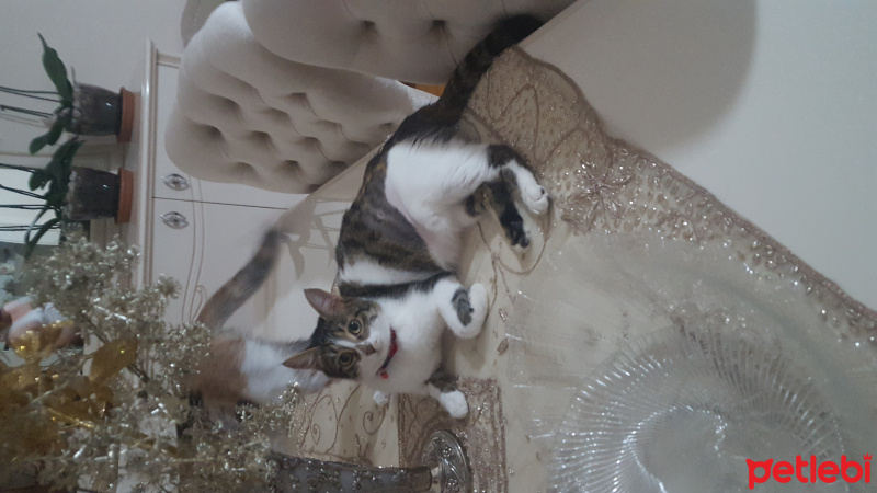 Tekir Kedi, Kedi  Pati fotoğrafı