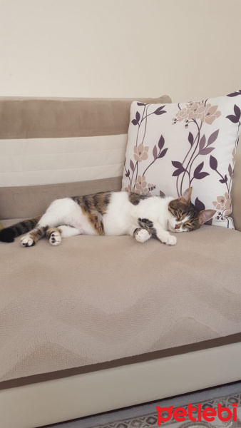 Tekir Kedi, Kedi  Pati fotoğrafı
