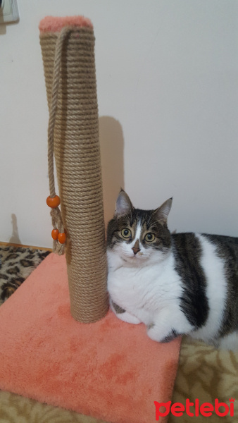 Tekir Kedi, Kedi  Pati fotoğrafı