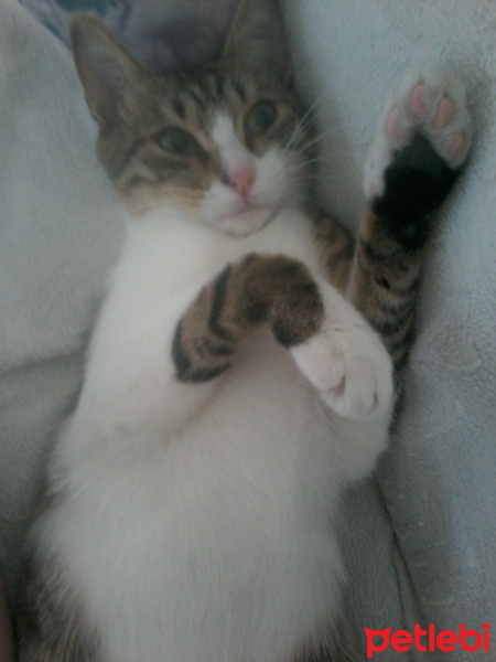 Tekir Kedi, Kedi  Puffi fotoğrafı