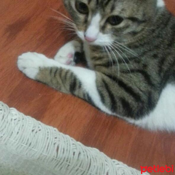 Tekir Kedi, Kedi  Puffi fotoğrafı