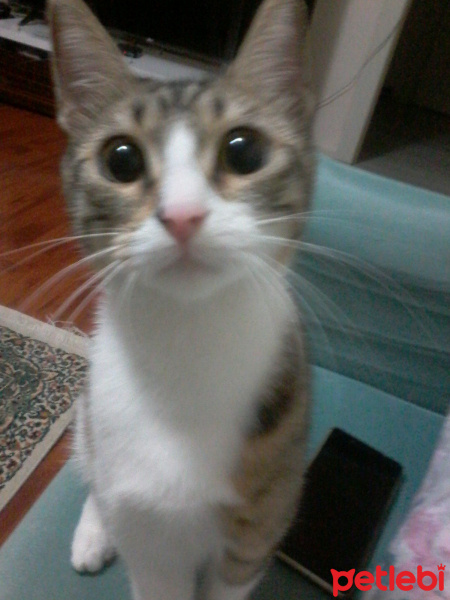 Tekir Kedi, Kedi  Puffi fotoğrafı