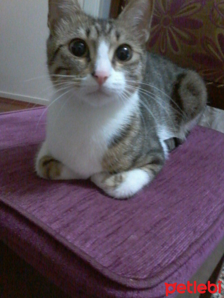 Tekir Kedi, Kedi  Puffi fotoğrafı